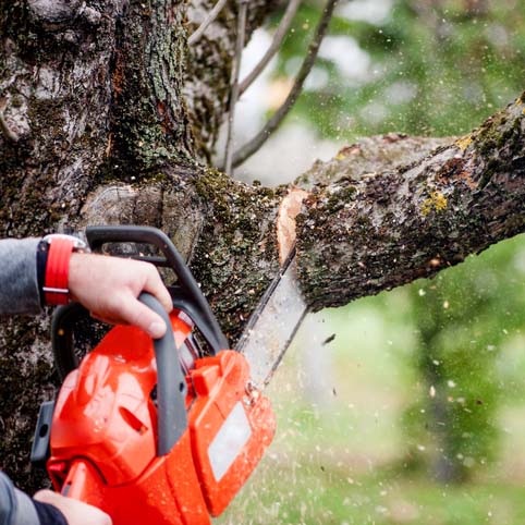 man cutting trees using an electrical chainsaw and professional