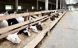 goats in barn eating hay